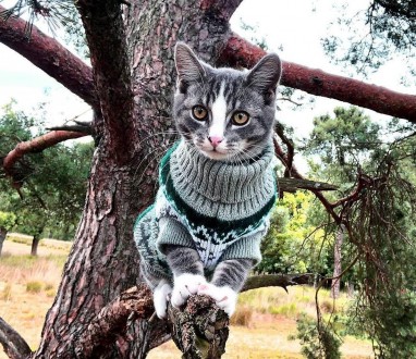 Вязаный свитер для котов (кошек) Alfa «Узоры» - свитерок хорошо тянется, очень т. . фото 10