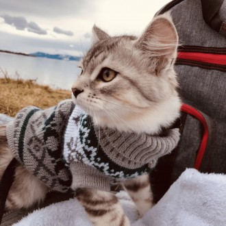 Вязаный свитер для котов (кошек) Alfa «Узоры» - свитерок хорошо тянется, очень т. . фото 9