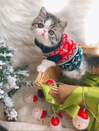 Вязаный свитер для котов (кошек) Alfa «Узоры» - свитерок хорошо тянется, очень т. . фото 9