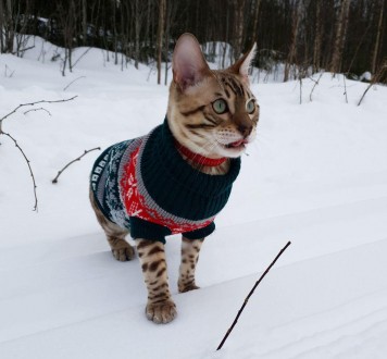 Вязаный свитер для котов (кошек) Alfa «Узоры» - свитерок хорошо тянется, очень т. . фото 8