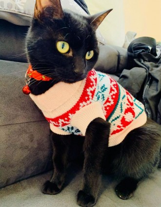 Вязаный свитер для котов (кошек) Alfa «Узоры» - свитерок хорошо тянется, очень т. . фото 8