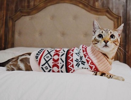Вязаный свитер для котов (кошек) Alfa «Узоры» - свитерок хорошо тянется, очень т. . фото 7