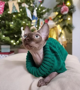 Вязаный свитер для котов (кошек) Alfa «Премиум». Свитерок хорошо тянется, очень . . фото 13