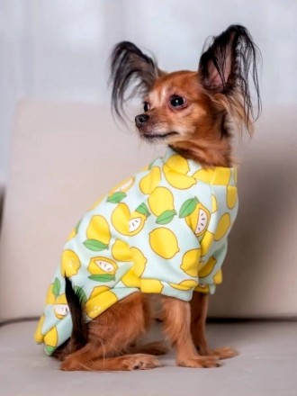 Толстовка для собак Лакі «Лимон». Така дуже красива та яскрава толстовка нікого . . фото 4