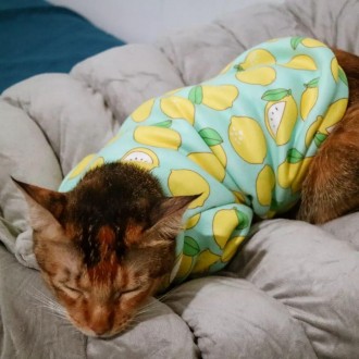 Толстовка для котів (кішок) Лакі Лимон. Така дуже красива та яскрава толстовка н. . фото 7