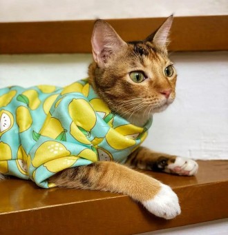 Толстовка для котів (кішок) Лакі Лимон. Така дуже красива та яскрава толстовка н. . фото 4