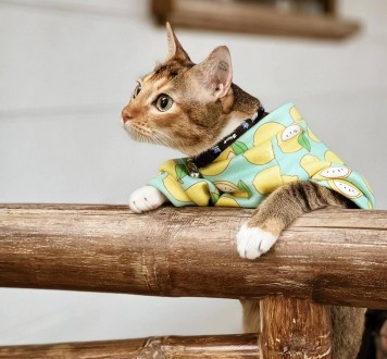 Толстовка для котів (кішок) Лакі Лимон. Така дуже красива та яскрава толстовка н. . фото 6