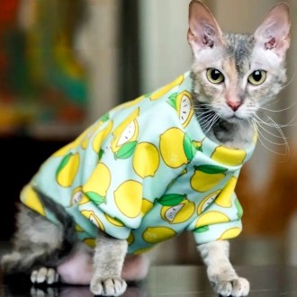 Толстовка для котів (кішок) Лакі Лимон. Така дуже красива та яскрава толстовка н. . фото 2