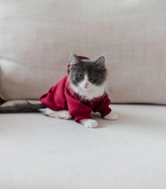 Толстовка для котов (кошек) «Кенгуру». Такая очень красивая и яркая толстовка ни. . фото 12