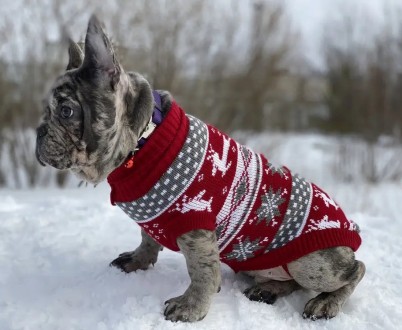 Вязаный свитер для собак Рождество. Свитерок хорошо тянется, теплый, есть лямки . . фото 12