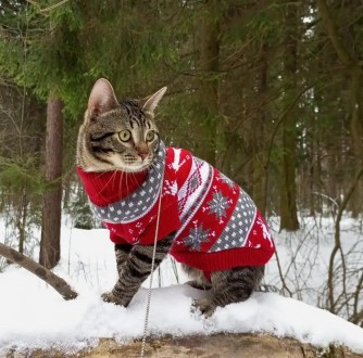 Вязаный свитер для котов (кошек) Рождество. Свитерок хорошо тянется, теплый, ест. . фото 11