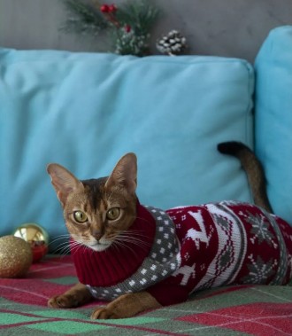 Вязаный свитер для котов (кошек) Рождество. Свитерок хорошо тянется, теплый, ест. . фото 5