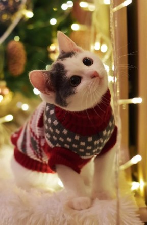 Вязаный свитер для котов (кошек) Рождество. Свитерок хорошо тянется, теплый, ест. . фото 9