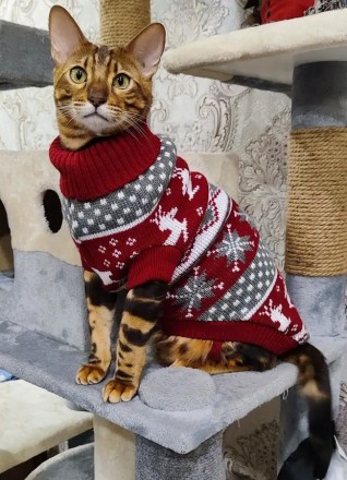 Вязаный свитер для котов (кошек) Рождество. Свитерок хорошо тянется, теплый, ест. . фото 10