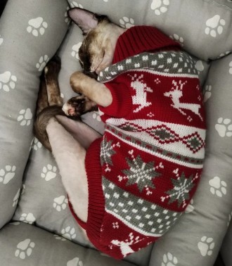 Вязаный свитер для котов (кошек) Рождество. Свитерок хорошо тянется, теплый, ест. . фото 12