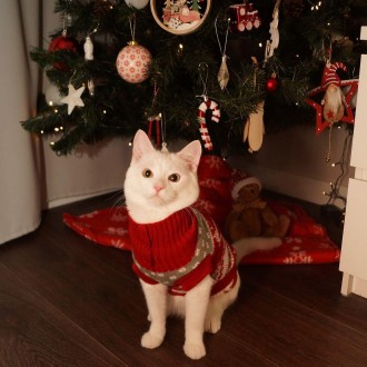 Вязаный свитер для котов (кошек) Рождество. Свитерок хорошо тянется, теплый, ест. . фото 7