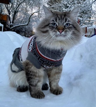 В'язаний светр для котів (кішок) Канада. Светрик добре тягнеться, теплий, є лямк. . фото 11