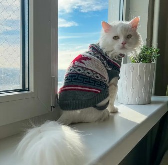 В'язаний светр для котів (кішок) Канада. Светрик добре тягнеться, теплий, є лямк. . фото 10