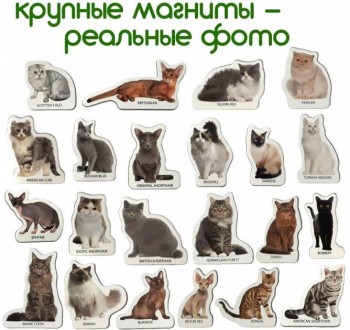 Набір ламінованих магнітних фігурок «Породи кішок». За допомогою барвистих магні. . фото 6