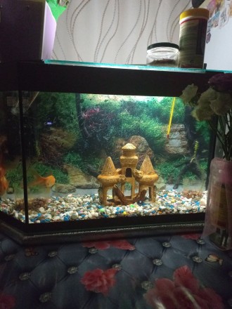 Продам акваріум із золотими рибками і все що знаходиться в ньому: повітря з філь. . фото 3