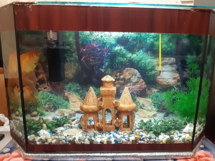 Продам акваріум із золотими рибками і все що знаходиться в ньому: повітря з філь. . фото 7