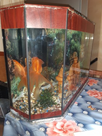 Продам акваріум із золотими рибками і все що знаходиться в ньому: повітря з філь. . фото 6
