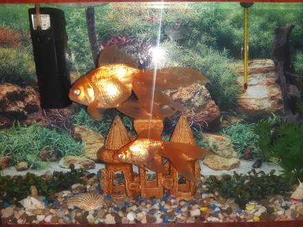 Продам акваріум із золотими рибками і все що знаходиться в ньому: повітря з філь. . фото 8