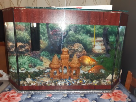 Продам акваріум із золотими рибками і все що знаходиться в ньому: повітря з філь. . фото 9