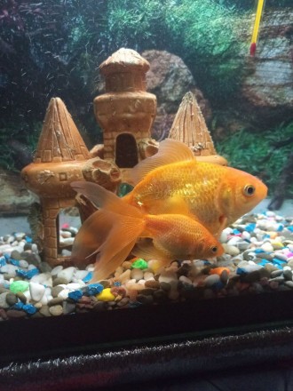 Продам акваріум із золотими рибками і все що знаходиться в ньому: повітря з філь. . фото 2
