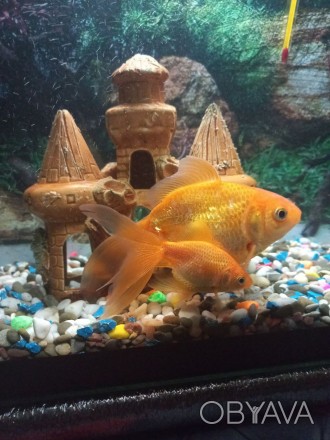 Продам акваріум із золотими рибками і все що знаходиться в ньому: повітря з філь. . фото 1