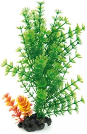 Мистецтвознавці акваріумні рослини FLORA ON PEBBLES За якістю виконання і зовніш. . фото 7