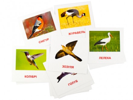Картки, на кожній з карток зображені різні птахи і їх назви.. . фото 4