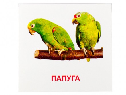Картки, на кожній з карток зображені різні птахи і їх назви.. . фото 3