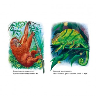Книжка-картонка «Лісові звірята» — це: • 30 чудових реалістичних зображень лісов. . фото 5
