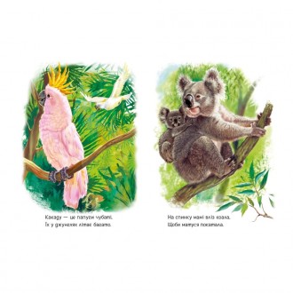 Книжка-картонка «Лісові звірята» — це: • 30 чудових реалістичних зображень лісов. . фото 4