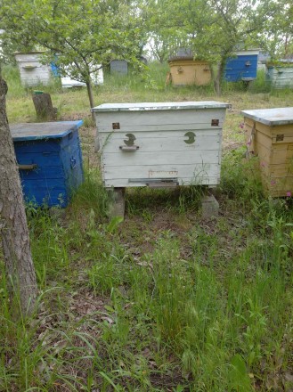 Продам 2 бджоло сім'ї з вуликами системи Дадан. Бджоли в гарному стані, обр. . фото 2