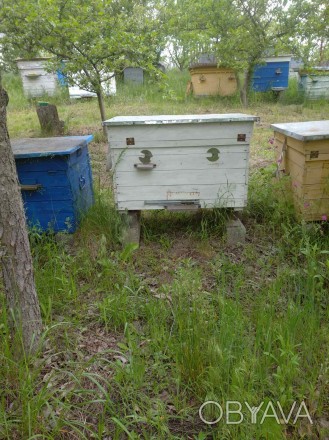 Продам 2 бджоло сім'ї з вуликами системи Дадан. Бджоли в гарному стані, обр. . фото 1