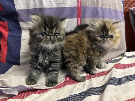 Персидські чистокровні кошенята, народжені 2 квітня 2024 року. Руда - дівчина, с. . фото 4