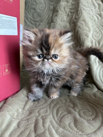 Персидські чистокровні кошенята, народжені 2 квітня 2024 року. Руда - дівчина, с. . фото 2