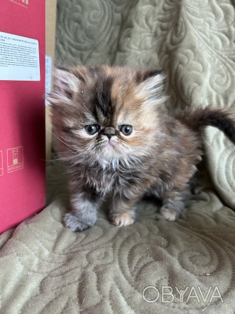 Персидські чистокровні кошенята, народжені 2 квітня 2024 року. Руда - дівчина, с. . фото 1