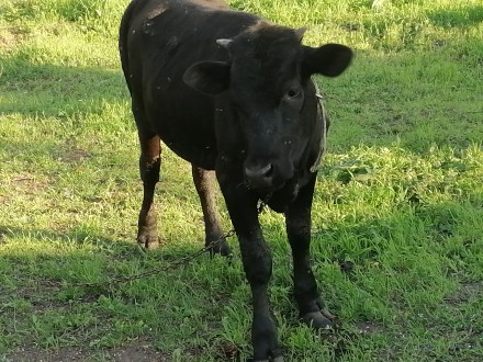 Продам телку на корову год и два месяца от хорошей корови тел. 0930959683 Никола. . фото 3