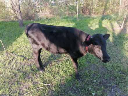 Продам телку на корову год и два месяца от хорошей корови тел. 0930959683 Никола. . фото 4