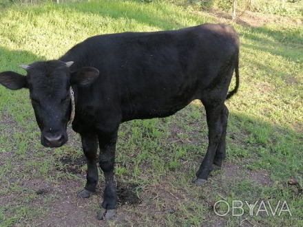 Продам телку на корову год и два месяца от хорошей корови тел. 0930959683 Никола. . фото 1