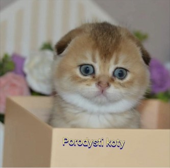 Золота Шиншила. Київ. фото 1 Золота Шиншила. Київ. фото 1