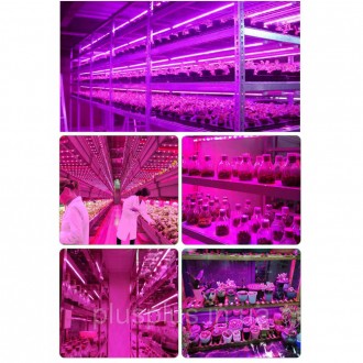 Полоса света для выращивания, 2835 светодиодных фитоламп для растений, теплица, . . фото 3