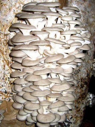 Что такое грибной блок?
Это мицелий + спец. мешок + правильно приготовленный суб. . фото 3