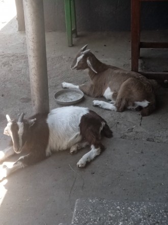 Продаю 7 козлят (хлопчиків), які родились 6 березня.Гарно їдять,але кожного дня . . фото 4