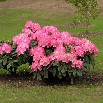 Рододендрон якушиманский Фантастика / Rhododendron Fantastica
Среднерослый вечно. . фото 3