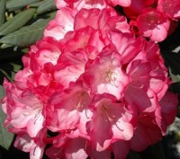 Рододендрон якушиманский Фантастика / Rhododendron Fantastica
Среднерослый вечно. . фото 2
