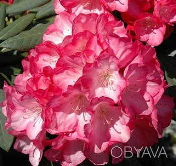 Рододендрон якушиманский Фантастика / Rhododendron Fantastica
Среднерослый вечно. . фото 1
